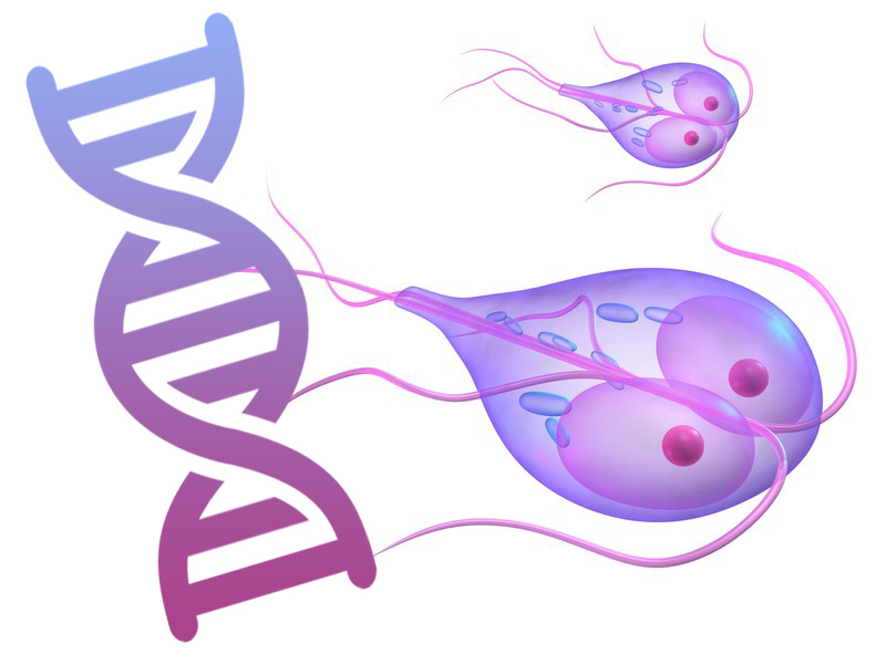 Badanie Giardia Lamblia genetycznie RT PCR