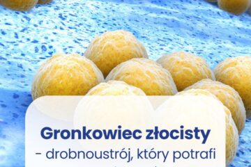 Grankowiec złocisty badania wysyłkowe 4active